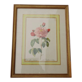 Botanical poster Rosa Gallica Aurelianensis The Duchess of Orleans 34 X 26,5 cm