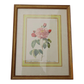 Botanical poster, Rosa Gallica Aurelianensis, The Duchess of Orléans 34 X 26.5 cm