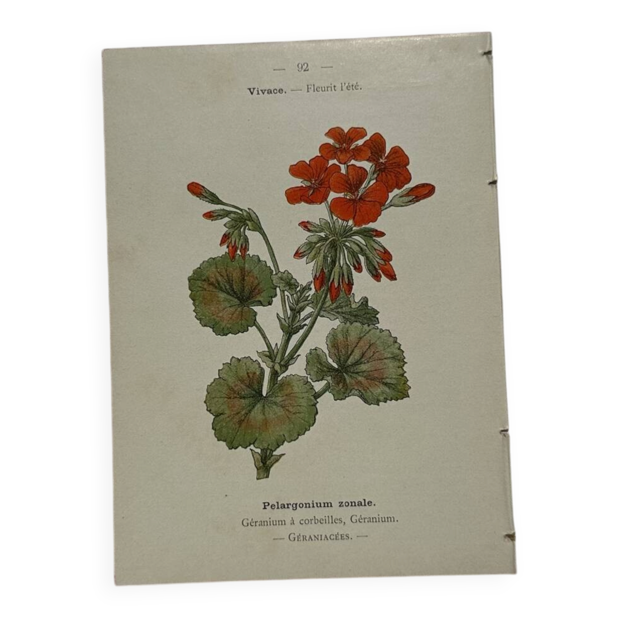 🌿 Botanical Plate Old Naturalist Engraving 19th Century Double-Sided A