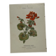 🌿 Botanical Plate Old Naturalist Engraving 19th Century Double-Sided A