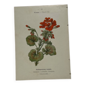 🌿 Botanical Plate Old Naturalist Engraving 19th Century Double-Sided A