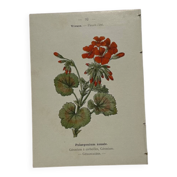 Planche botanique, gravure naturaliste, 19ème