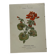 🌿 Botanical Plate Old Naturalist Engraving 19th Century Double-Sided A