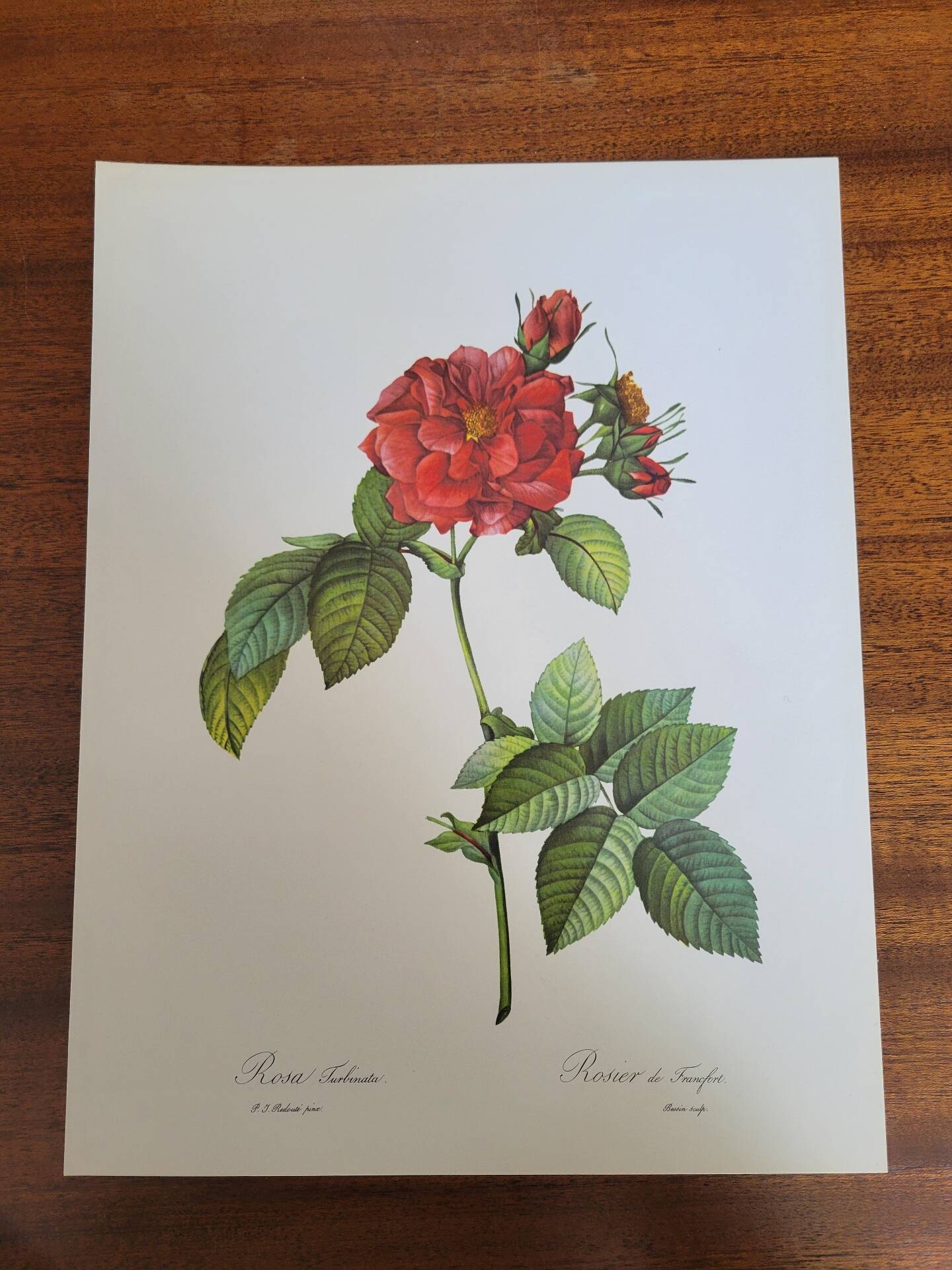 Botanical plate of Frankfurt Rose, P.J. Redouté 1960