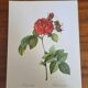 Botanical plate of Frankfurt Rose, P.J. Redouté 1960