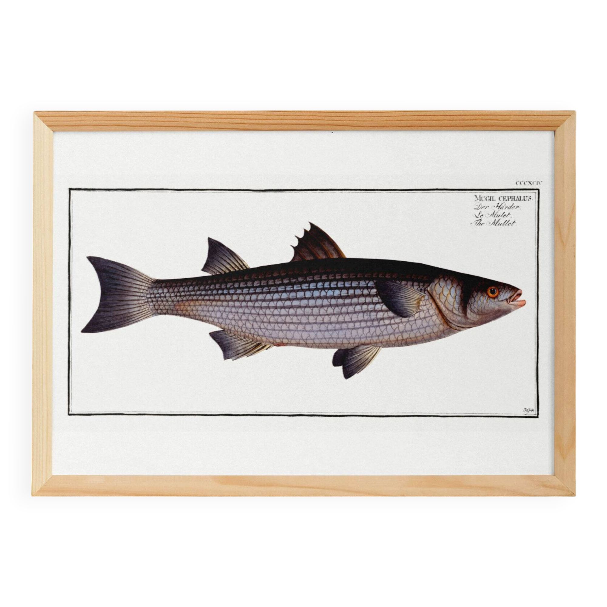 Poster about the mule, based on an old engraving from 1746.