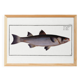 Poster about the mule, based on an old engraving from 1746.