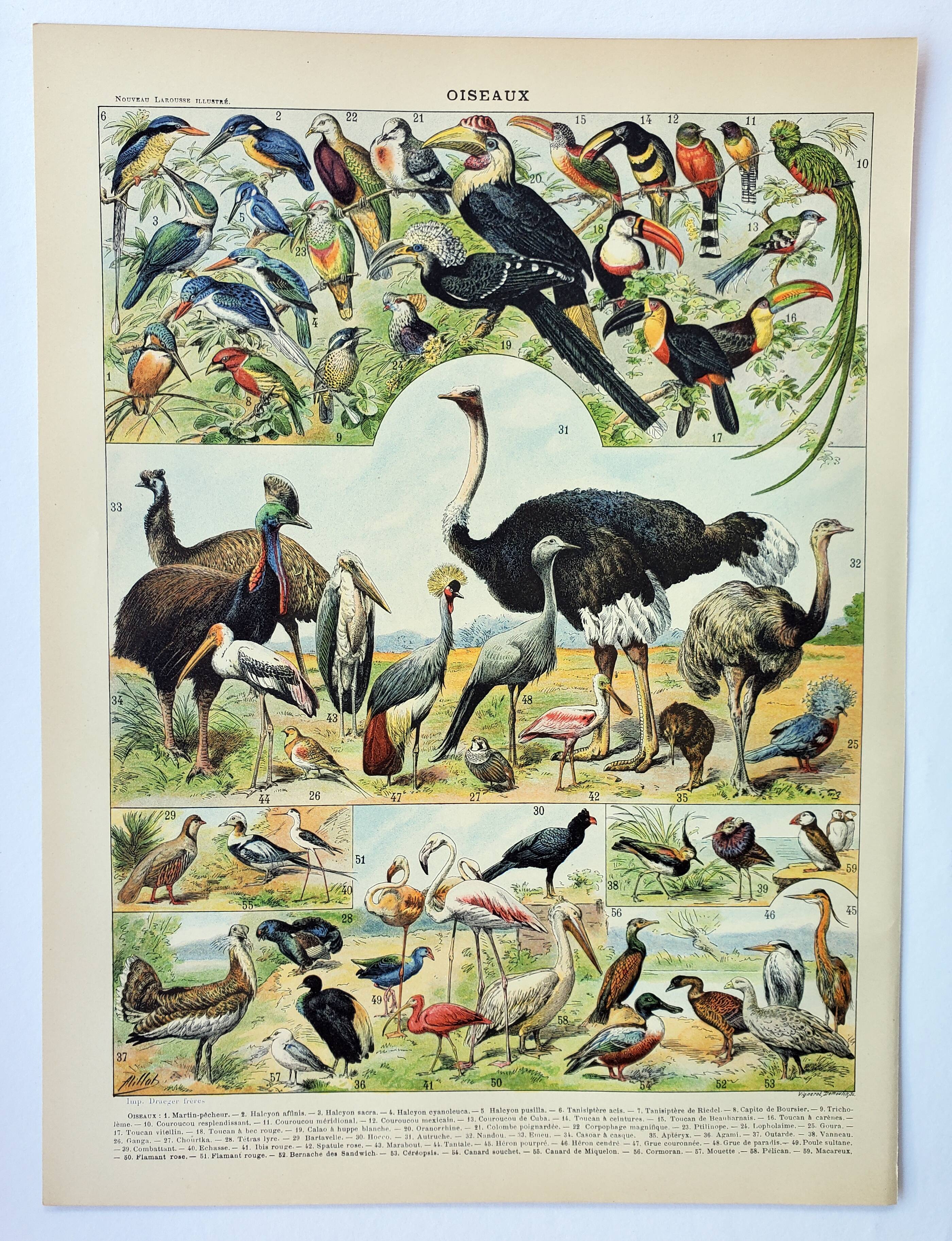 Old engraving 1898, Birds 2: species, raptors • Lithograph, Original plate