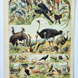 Old engraving 1898, Birds 2: species, raptors • Lithograph, Original plate