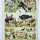 Gravure ancienne 1898, Oiseaux 2: espèces, rapaces • Lithographie, Planche originale
