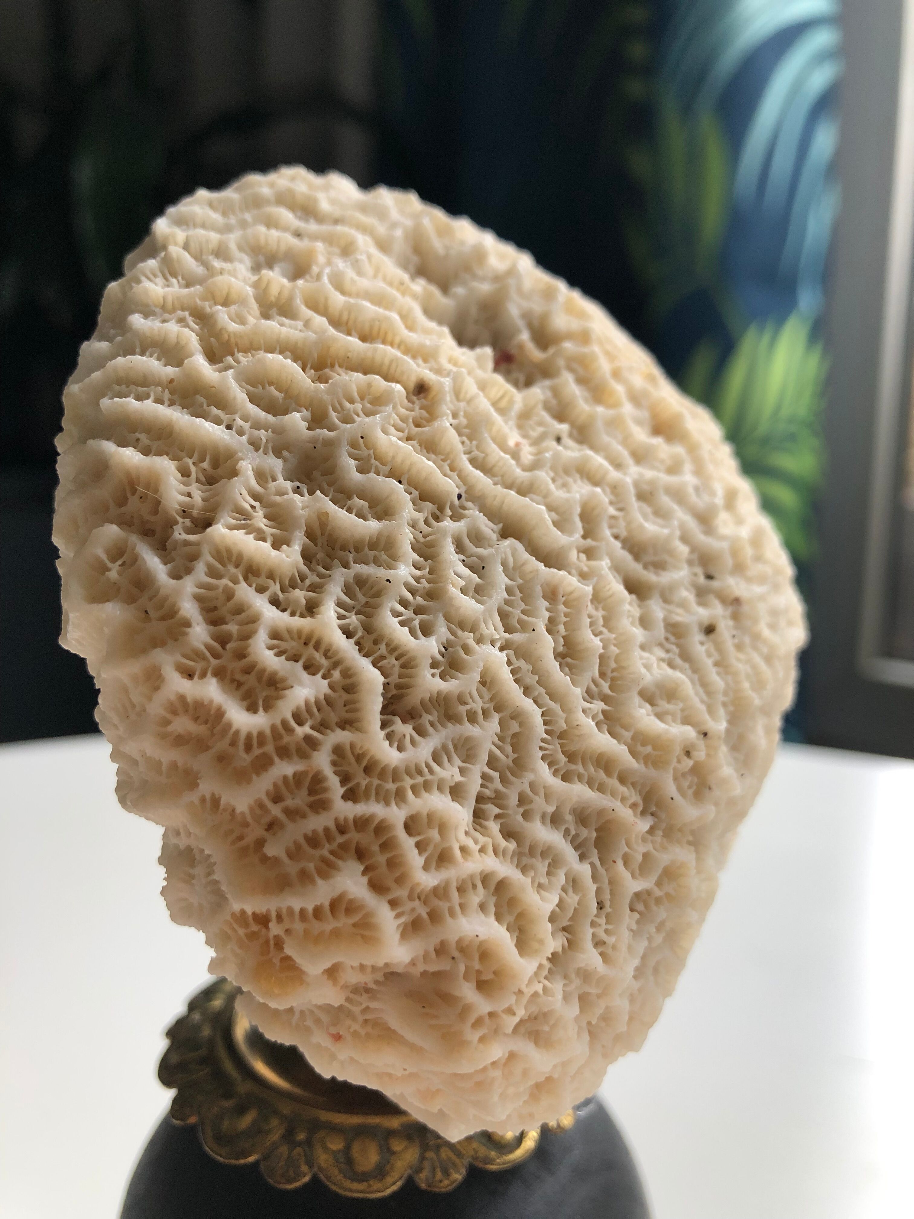 White coral under black wooden base with golden detail