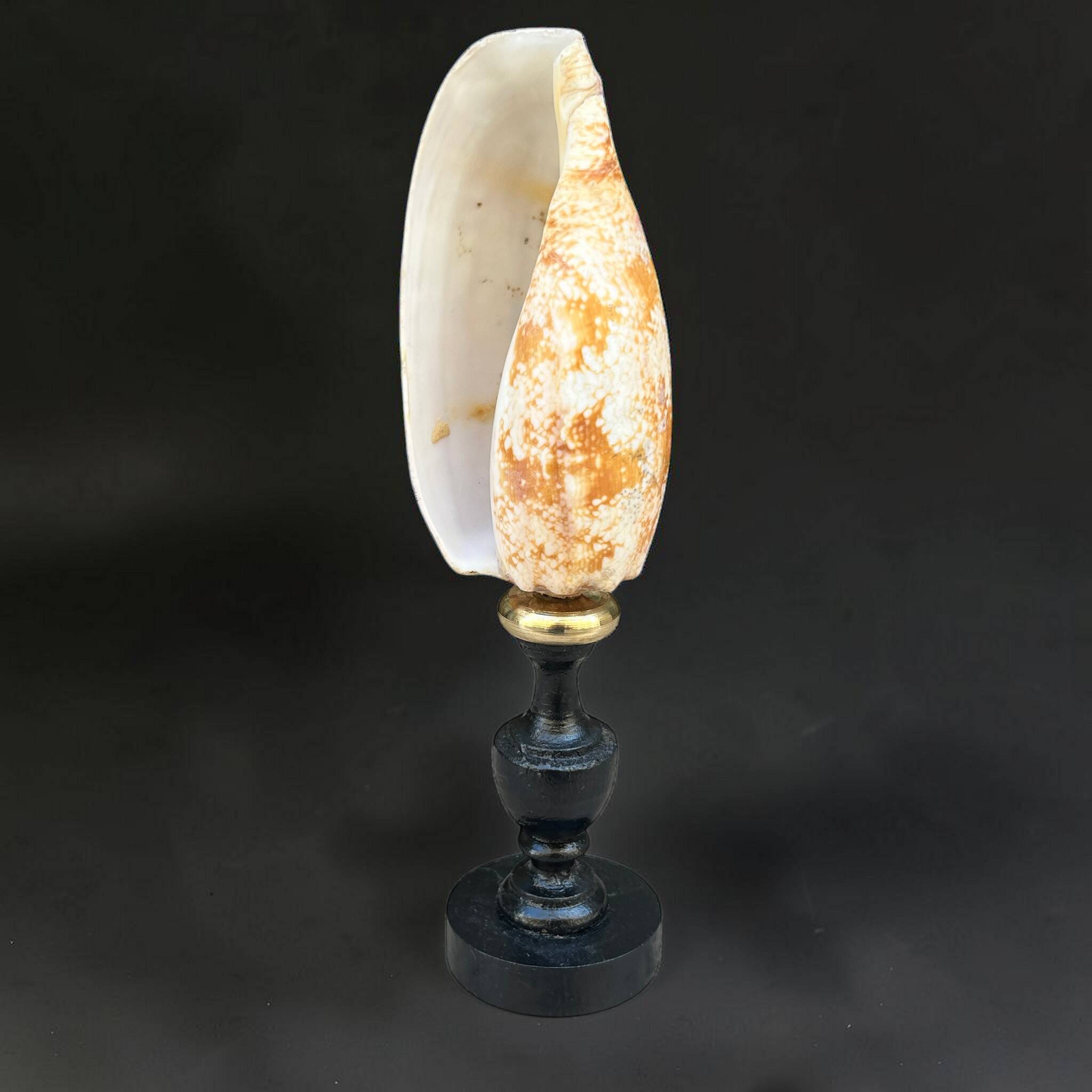 Snail shell conus on a turned black wooden base, late 19th century curiosities.