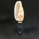 Snail shell conus on a turned black wooden base, late 19th century curiosities.