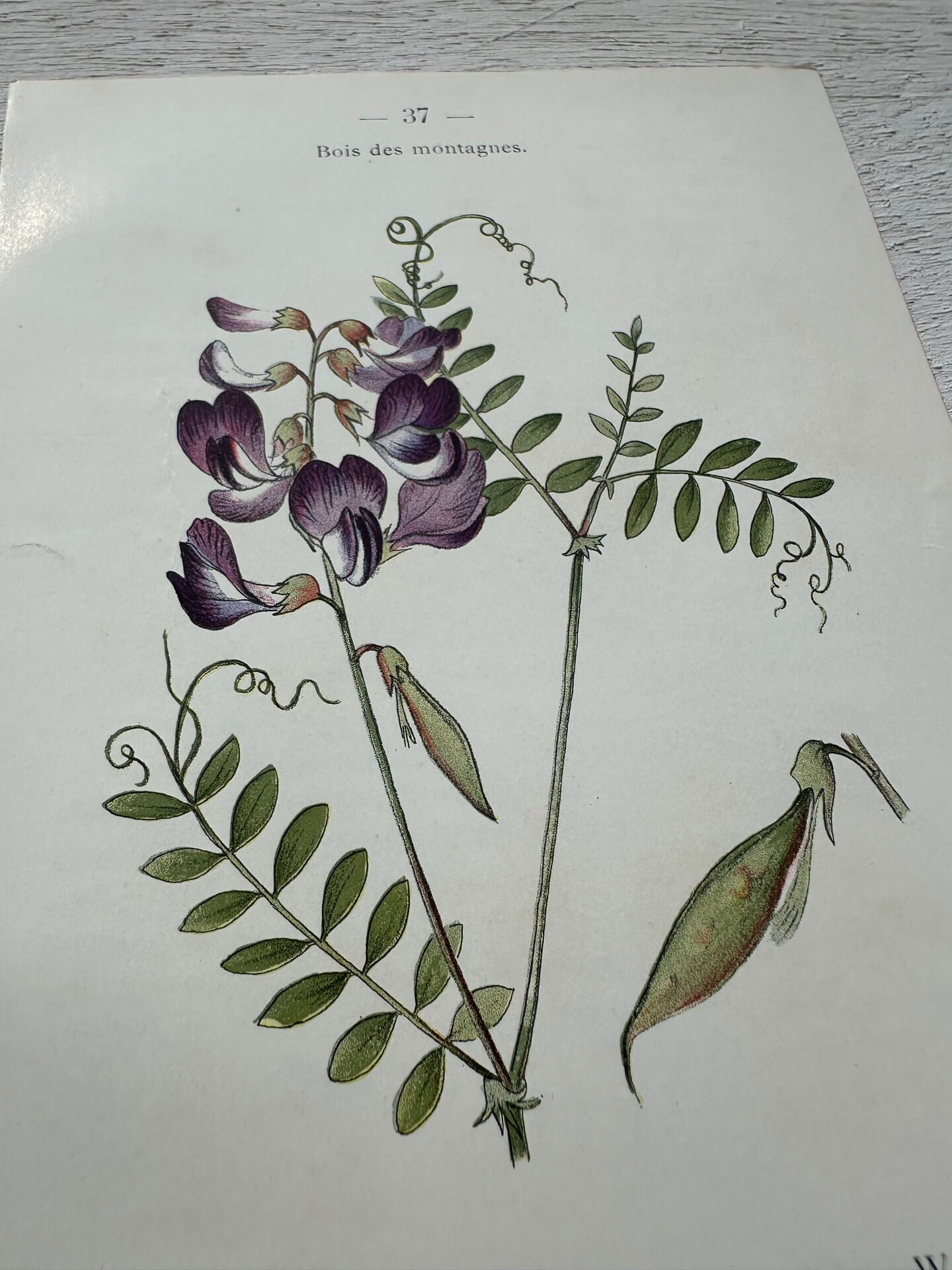 Botanical Plate 1800 Old Naturalist Engraving 19th Century Double-Sided
