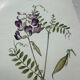 Botanical Plate 1800 Old Naturalist Engraving 19th Century Double-Sided