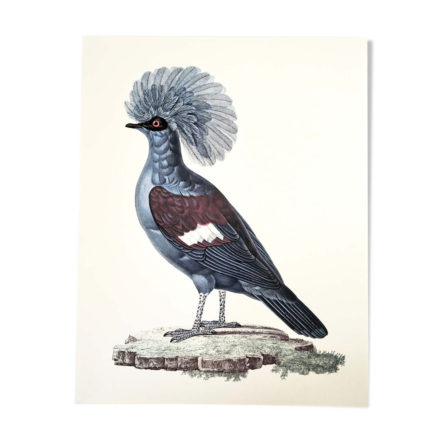 Ornithological board The Gourra crowned