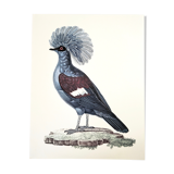 Ornithological board The Gourra crowned