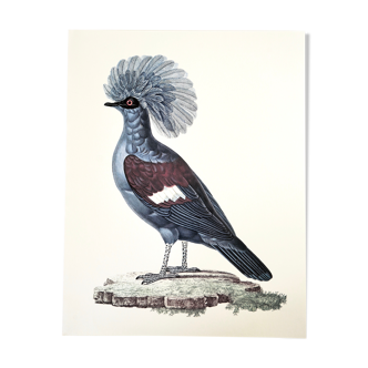 Planche ornithologique Le Gourra couronné