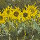 Old painting, still life with sunflowers, signed, XX century