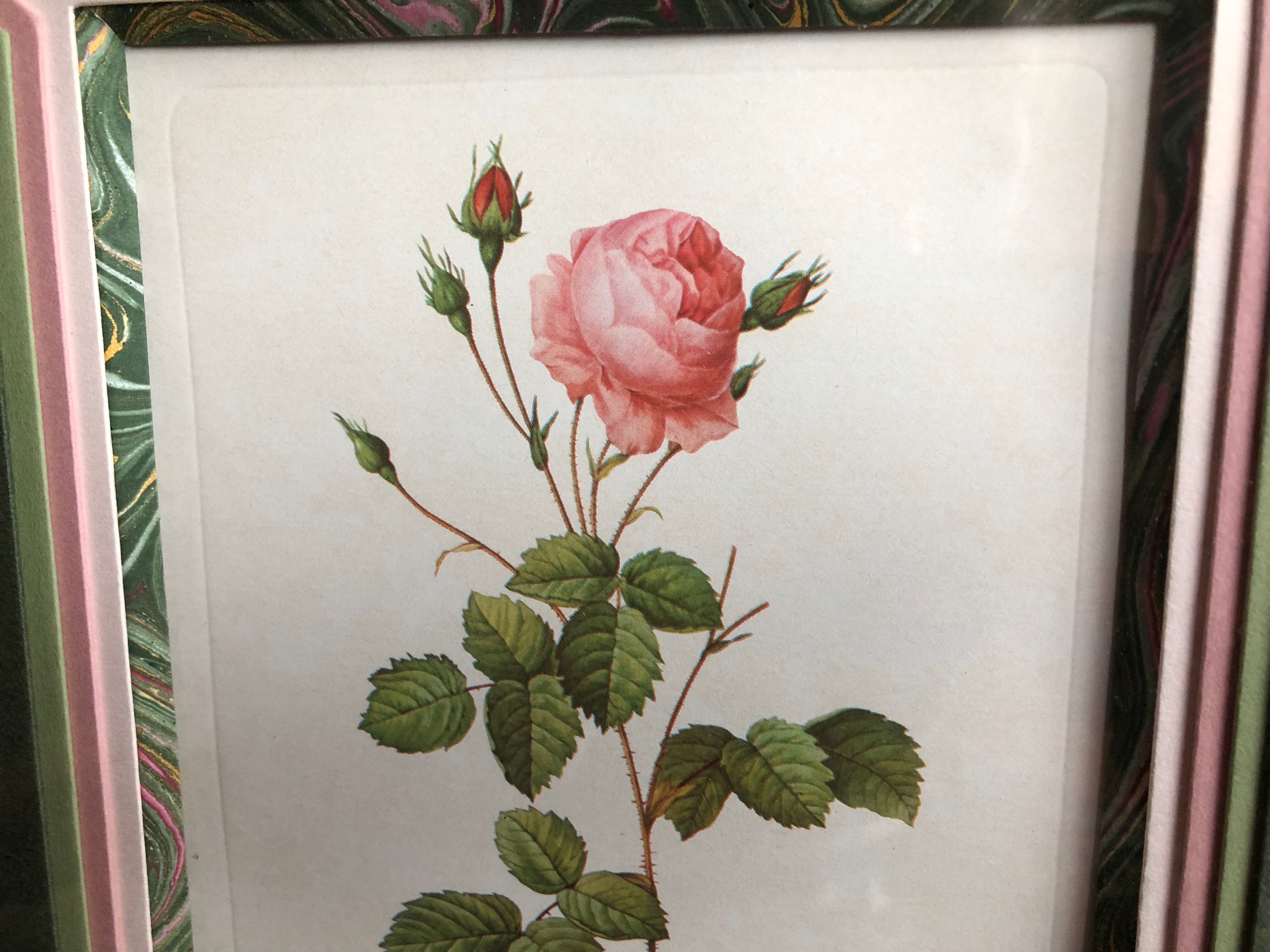 Old lithography botanical plate rose hundred sheets & golden frame vintage