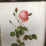 Old lithography botanical plate rose hundred sheets & golden frame vintage