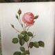 Old lithography botanical plate rose hundred sheets & golden frame vintage
