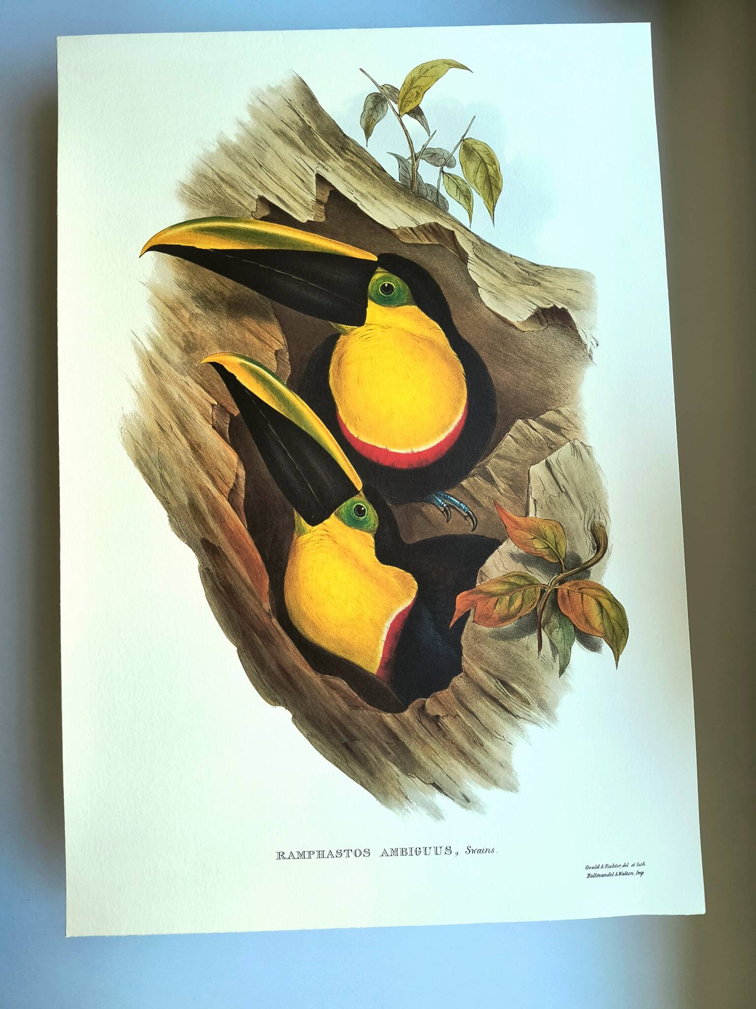 Vintage illustration - Toucan Ambigus by John Gould - bird plate