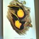 Vintage illustration - Toucan Ambigus by John Gould - bird plate