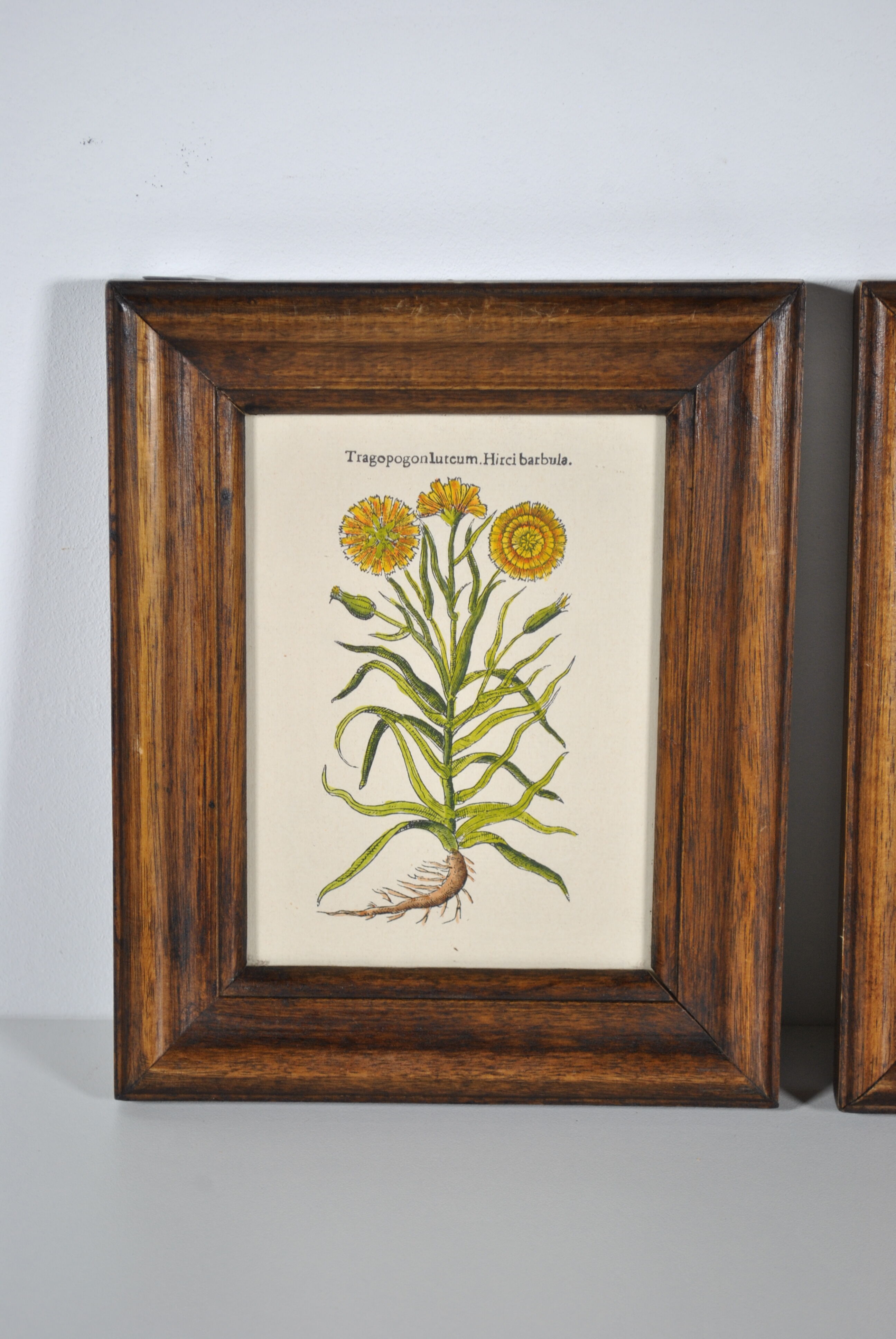 Botanical illustration tables 1960