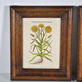 Botanical illustration tables 1960