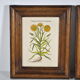 Tableaux illustration botanique 1960
