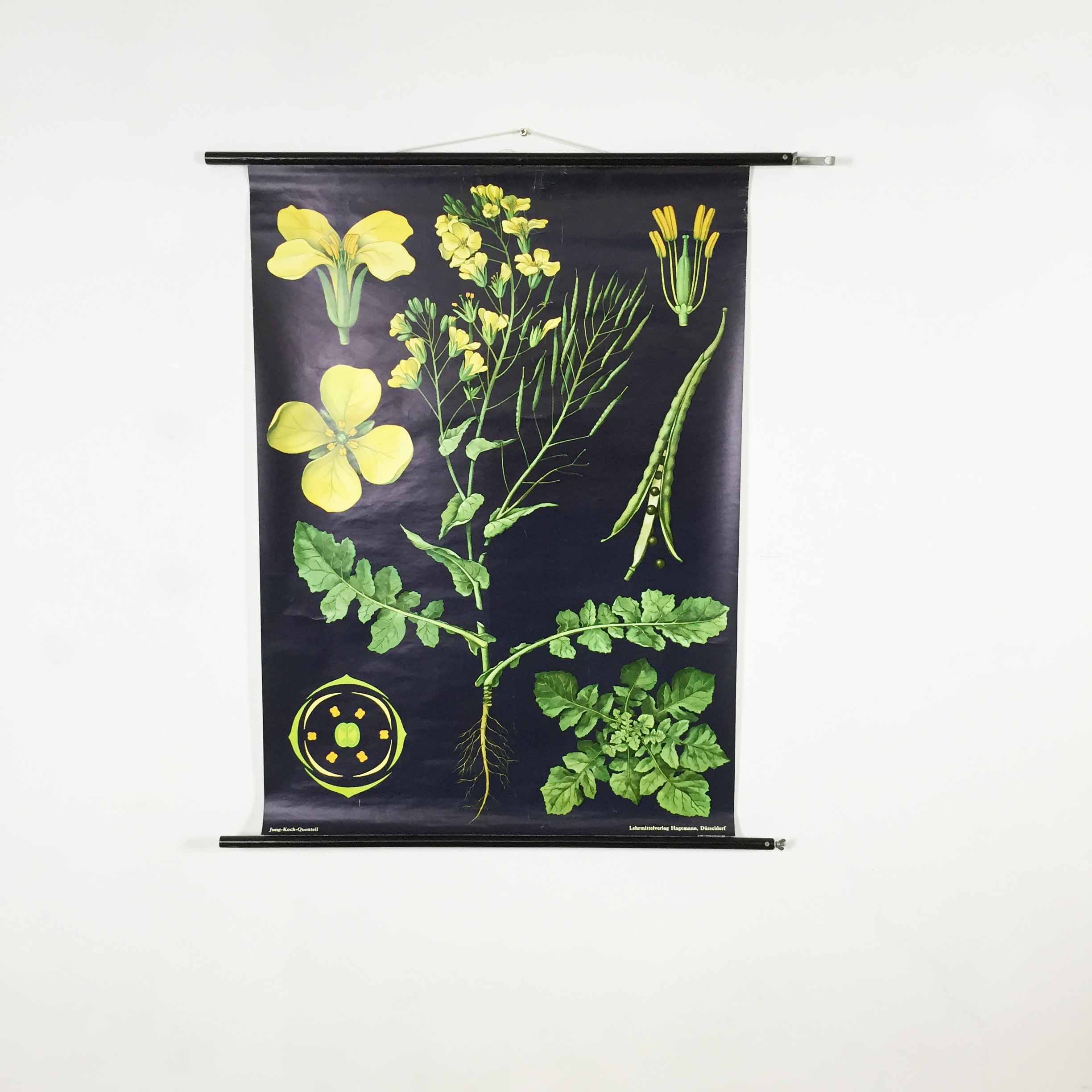 Vintage educational pull-down chart Jung Koch Quentell school map illustration