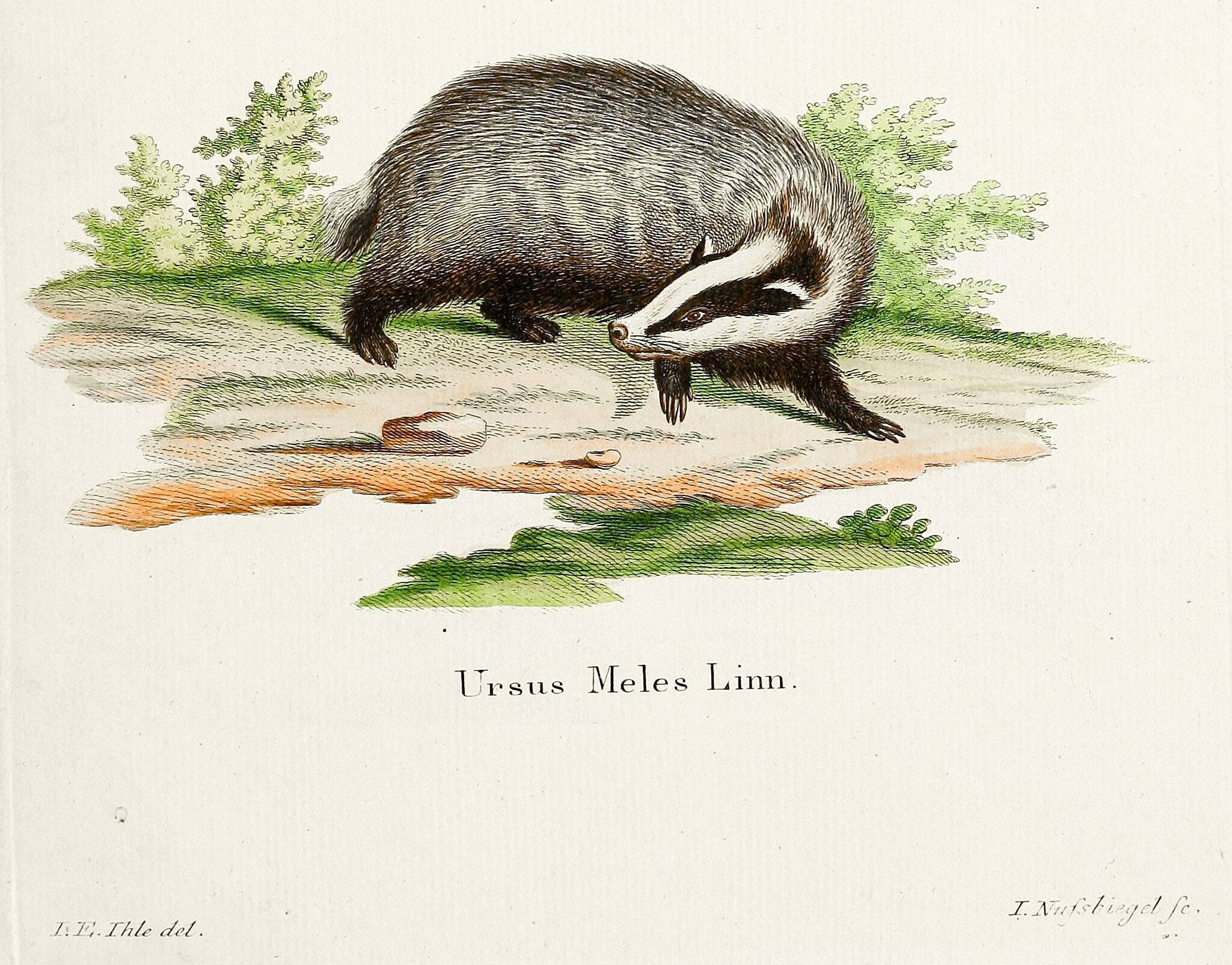 Poster of the Badger, based on an old engraving from 1774.