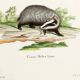 Poster of the Badger, based on an old engraving from 1774.