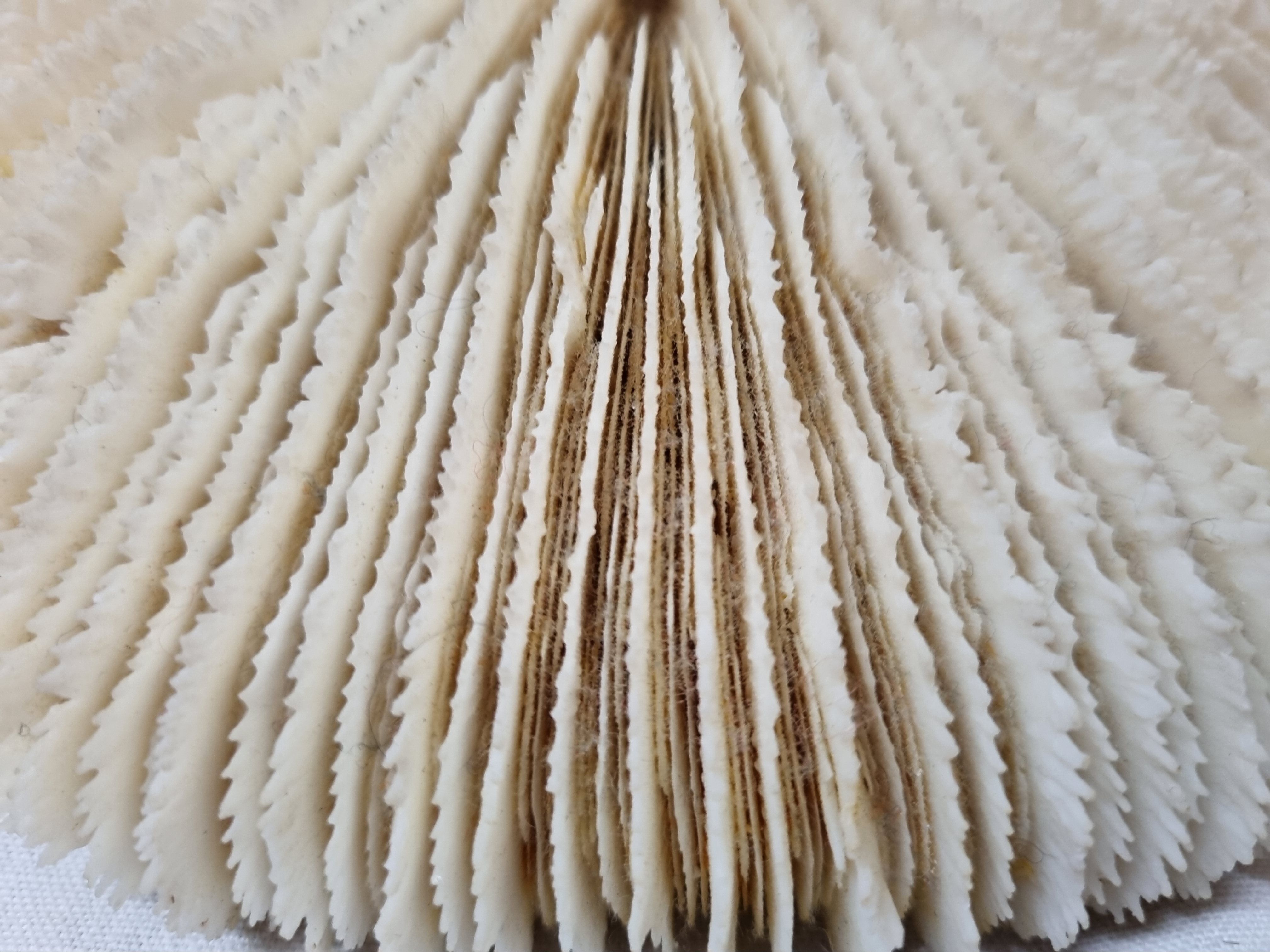 Coral Funga, mushroom, Indian Ocean