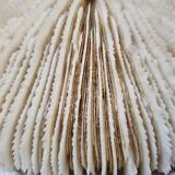 Coral Funga, mushroom, Indian Ocean