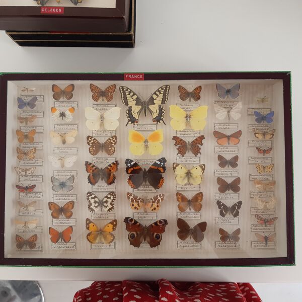Entomology boxes, butterfly collection | Selency