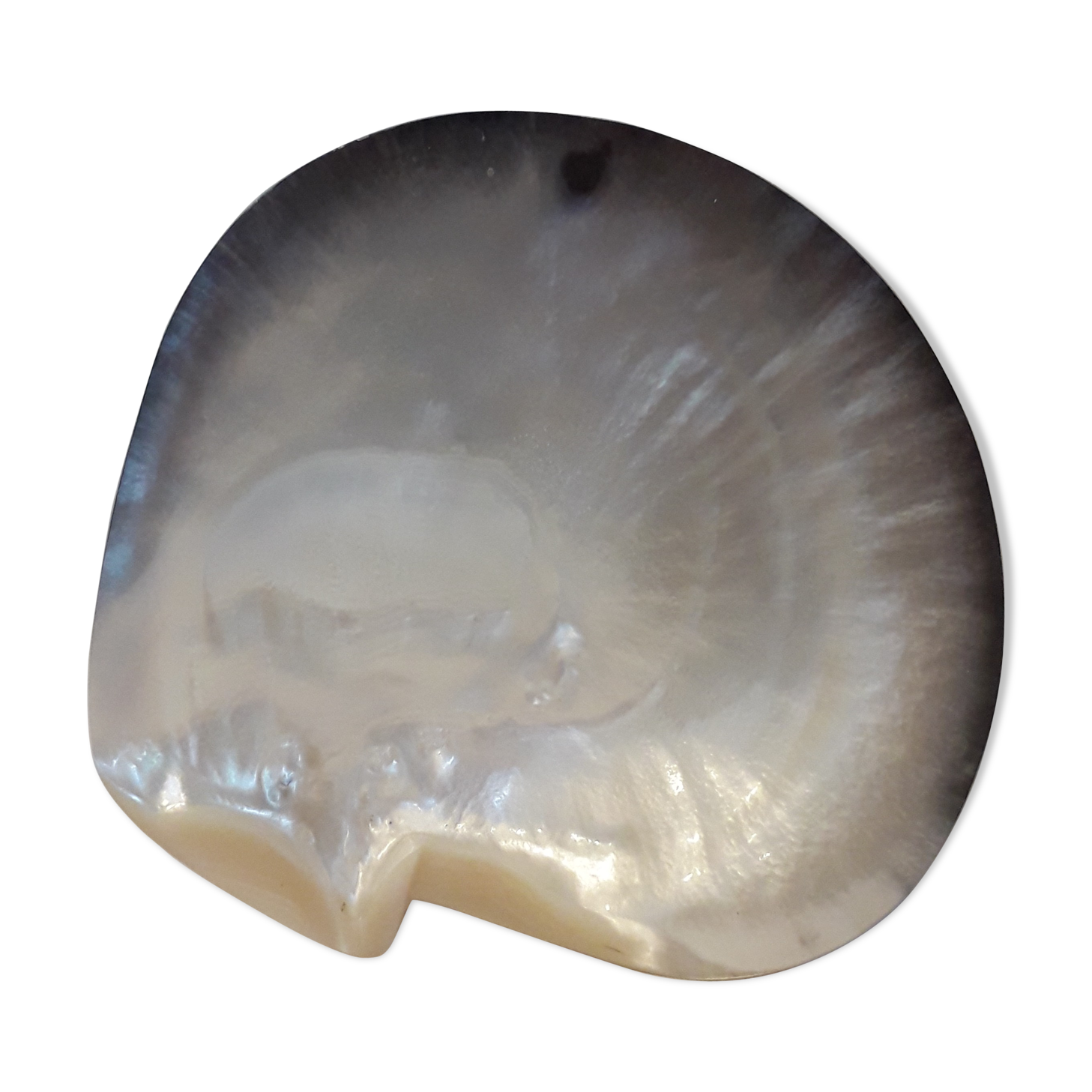 Empty pocket pearly shell