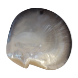 Empty pocket pearly shell