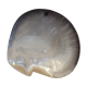 Empty pocket pearly shell