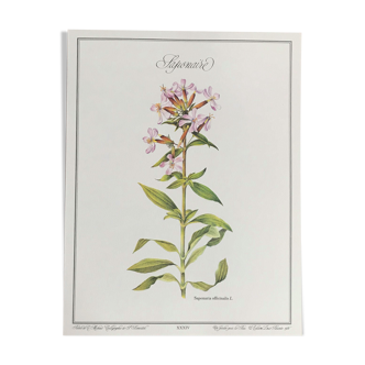 Planche botanique la saponaire