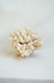 Large white coral