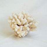 Large white coral