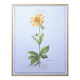 Imprimée en 1986, planche botanique Arnica.