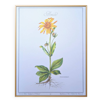 Imprimée en 1986, planche botanique Arnica.