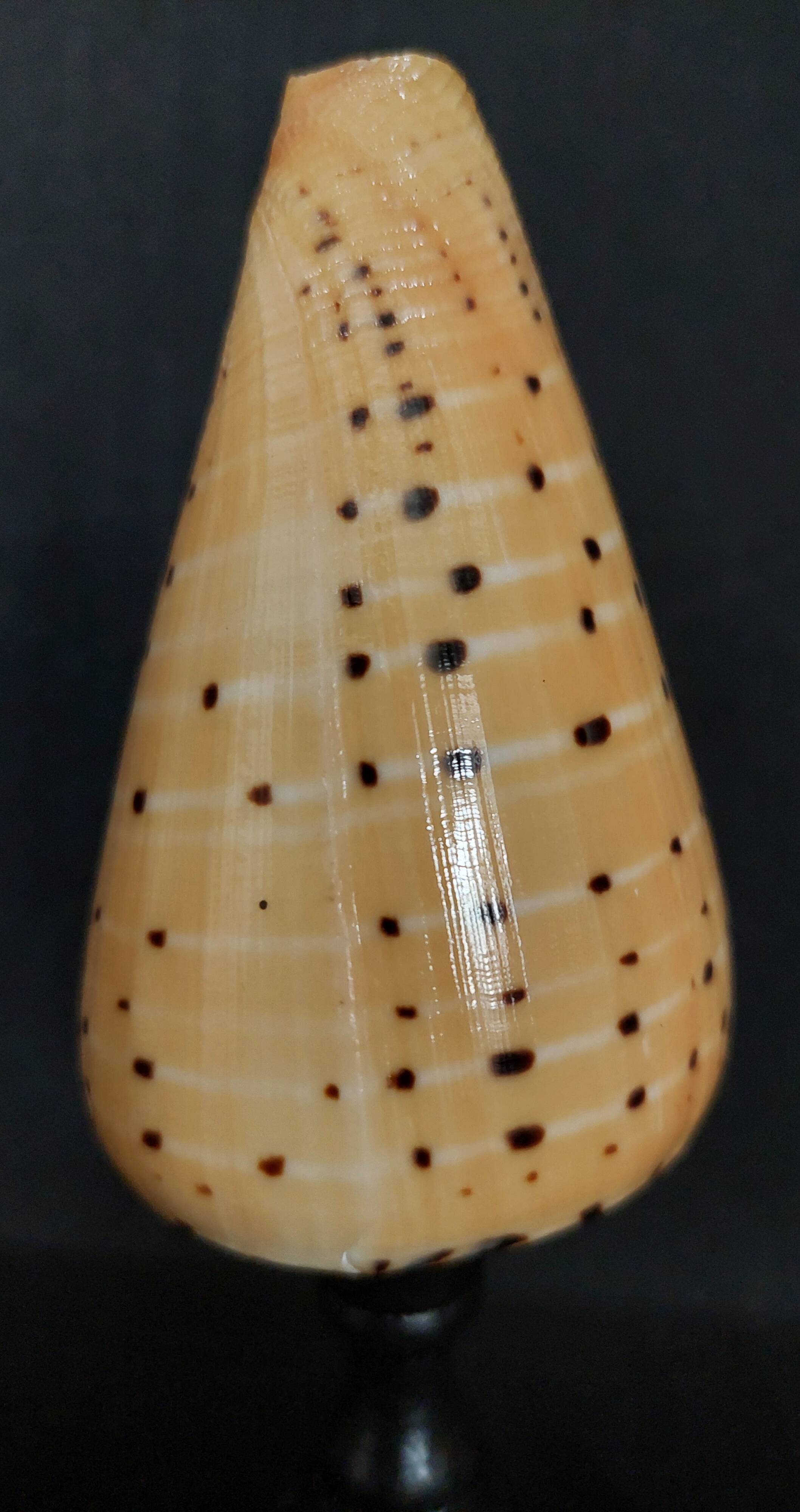 Cabinet of Curiosities conus betulinus shell on base