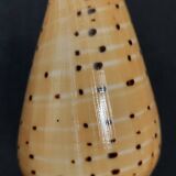 Cabinet of Curiosities conus betulinus shell on base
