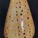 Cabinet of Curiosities conus betulinus shell on base