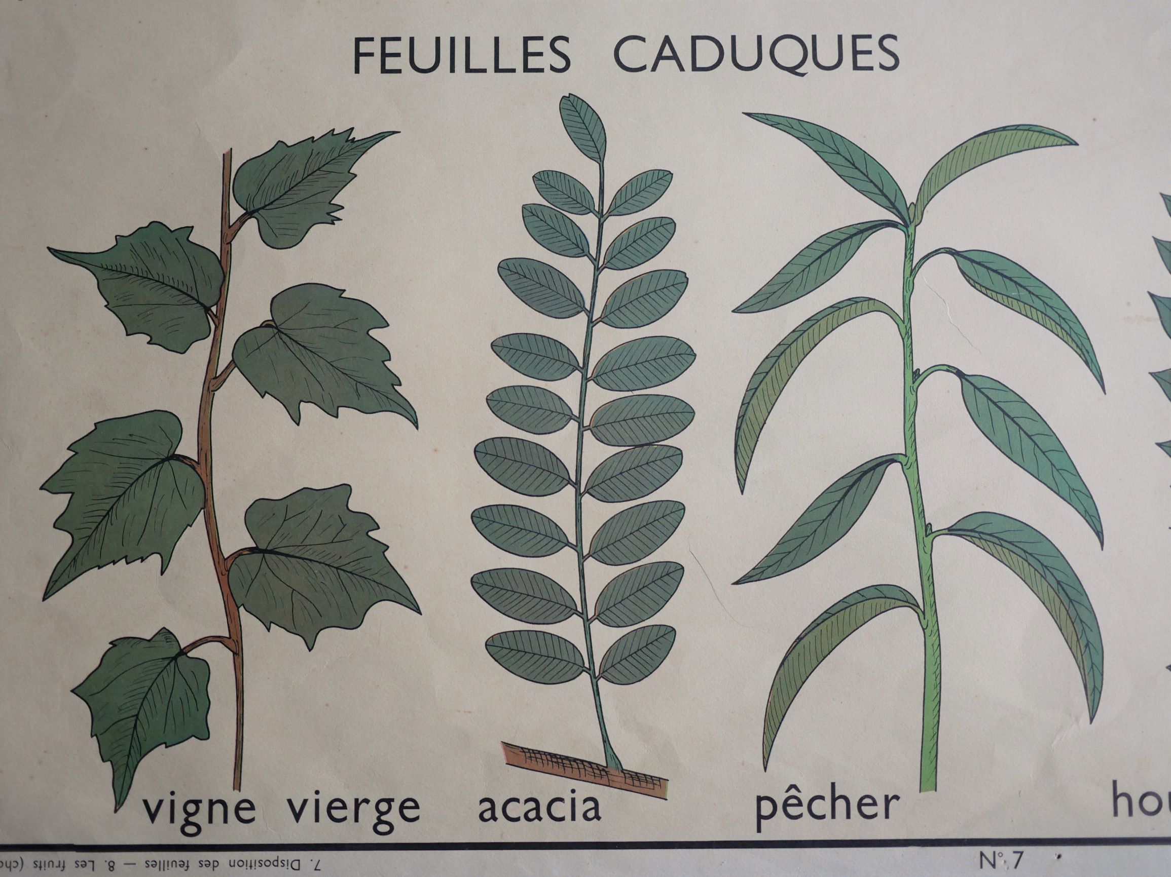 Affiche botanique d'école vintage « Disposition des Feuilles »
