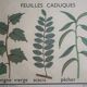 Affiche botanique d'école vintage « Disposition des Feuilles »